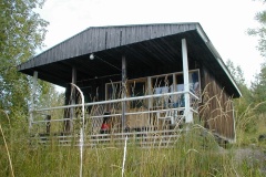 Koivurinne