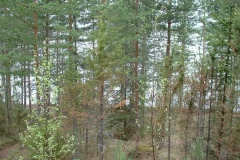 Koivurinne