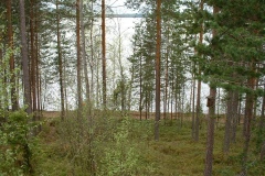 Mäntyranta